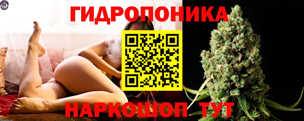 Каннабис OG Kush  Шишки марихуана план  Вход с VPN  Свободный  Конопля SATIVA & INDICA  Бошки Шишки OG Kush 